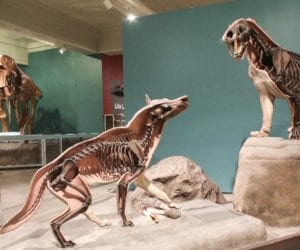 dire wolf display