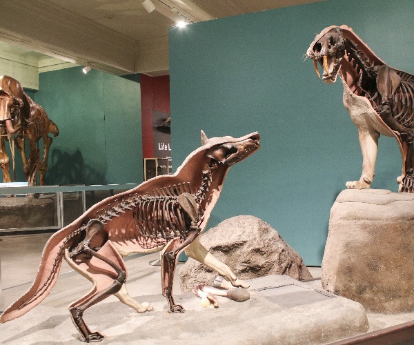 dire wolf display