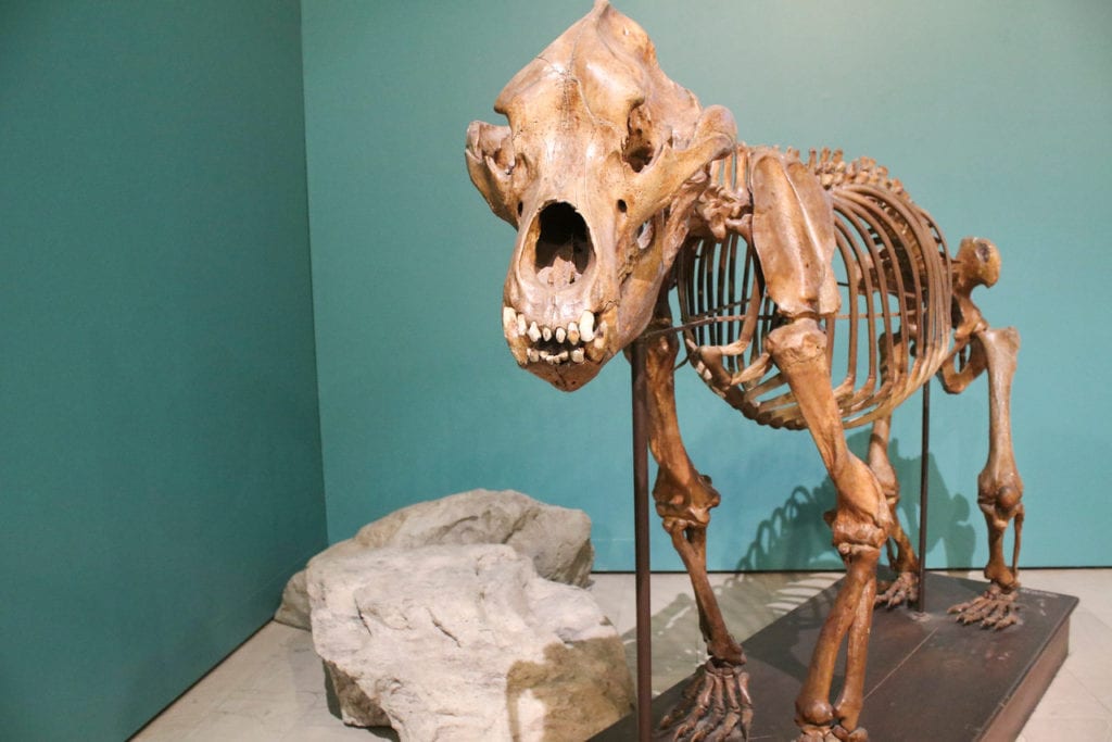 Animals in Cenozoic Hall
