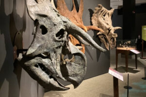 Mesozoic Monthly: Nasutoceratops