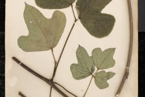 The Vine That Ate Pittsburgh? Not yet.