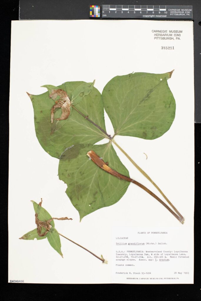 herbarium specimen of white trillium