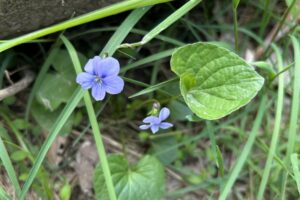 Botanists Gone Wild! Perspectives from the Record-Breaking Finish for City Nature Challenge 2024
