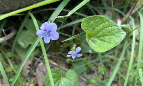 Botanists Gone Wild! Perspectives from the Record-Breaking Finish for City Nature Challenge 2024