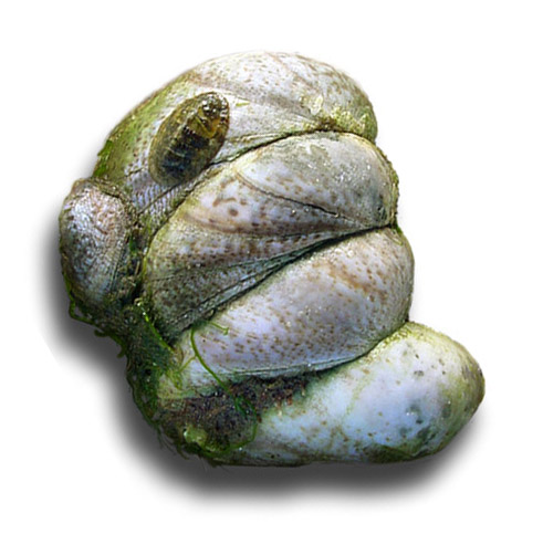 A stack of Crepidula fornicata, grown together (with a little chiton, another type of mollusk, hanging out on the top of the family).