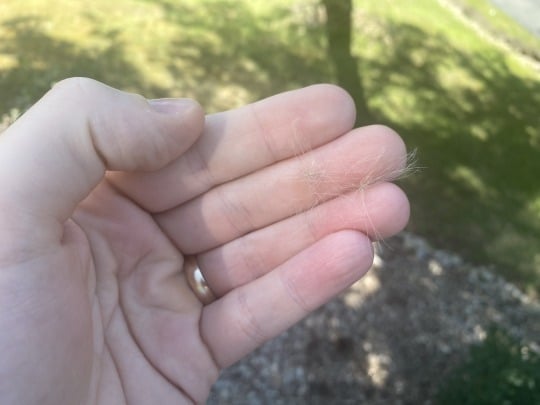 thistle seed fluff "Santa Claus" in hand