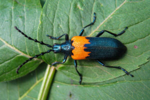 Can’t Choose Just One: Asking an Entomologist to Name Their Favorite Native Species