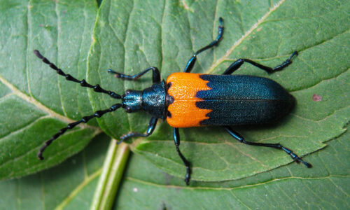 Can’t Choose Just One: Asking an Entomologist to Name Their Favorite Native Species
