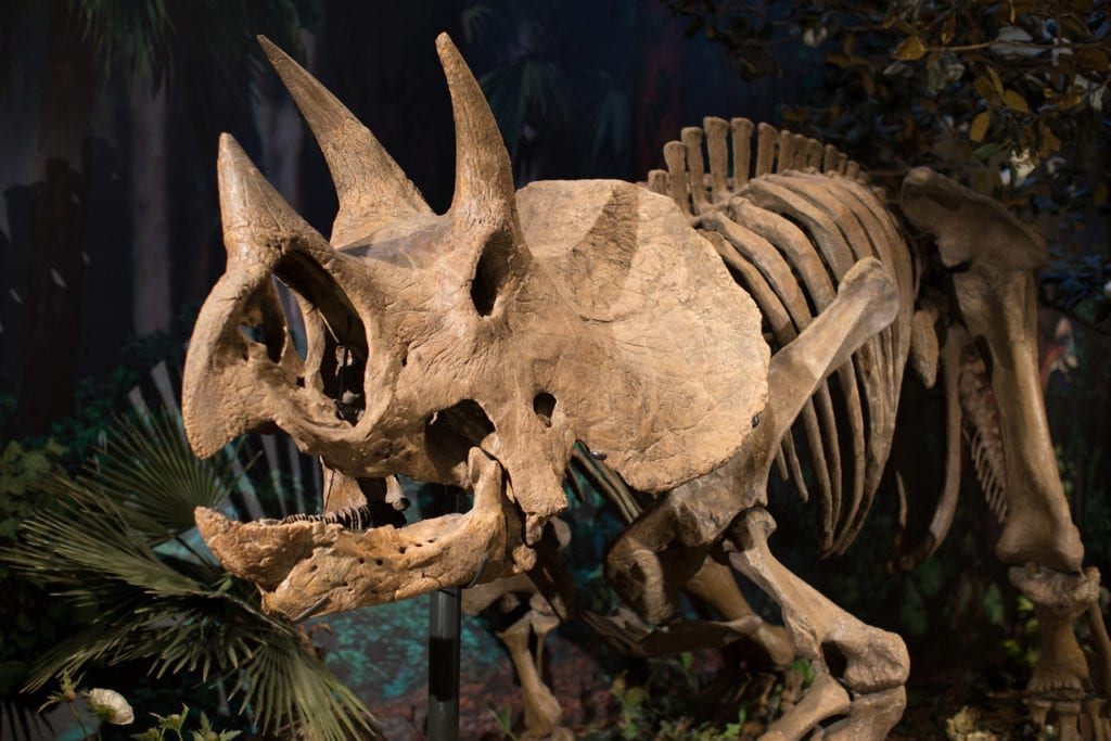 Dinosaur skeleton