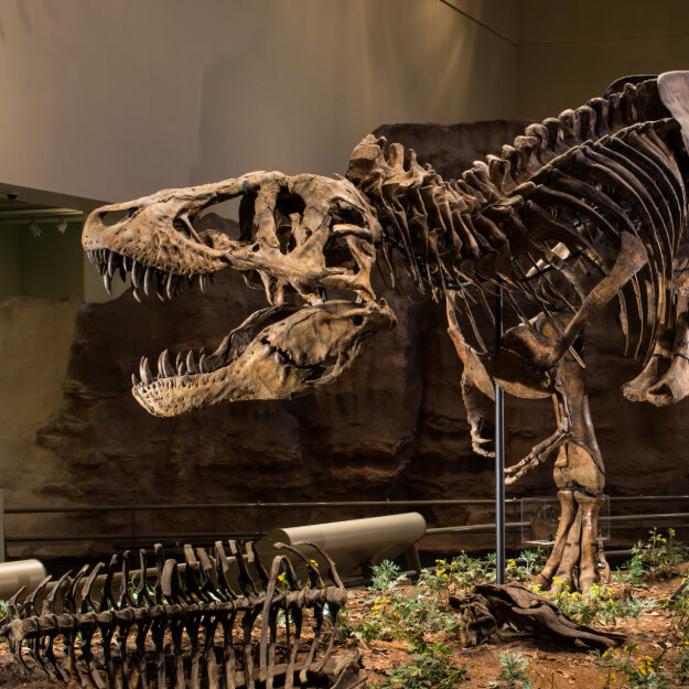 dinosaur bones