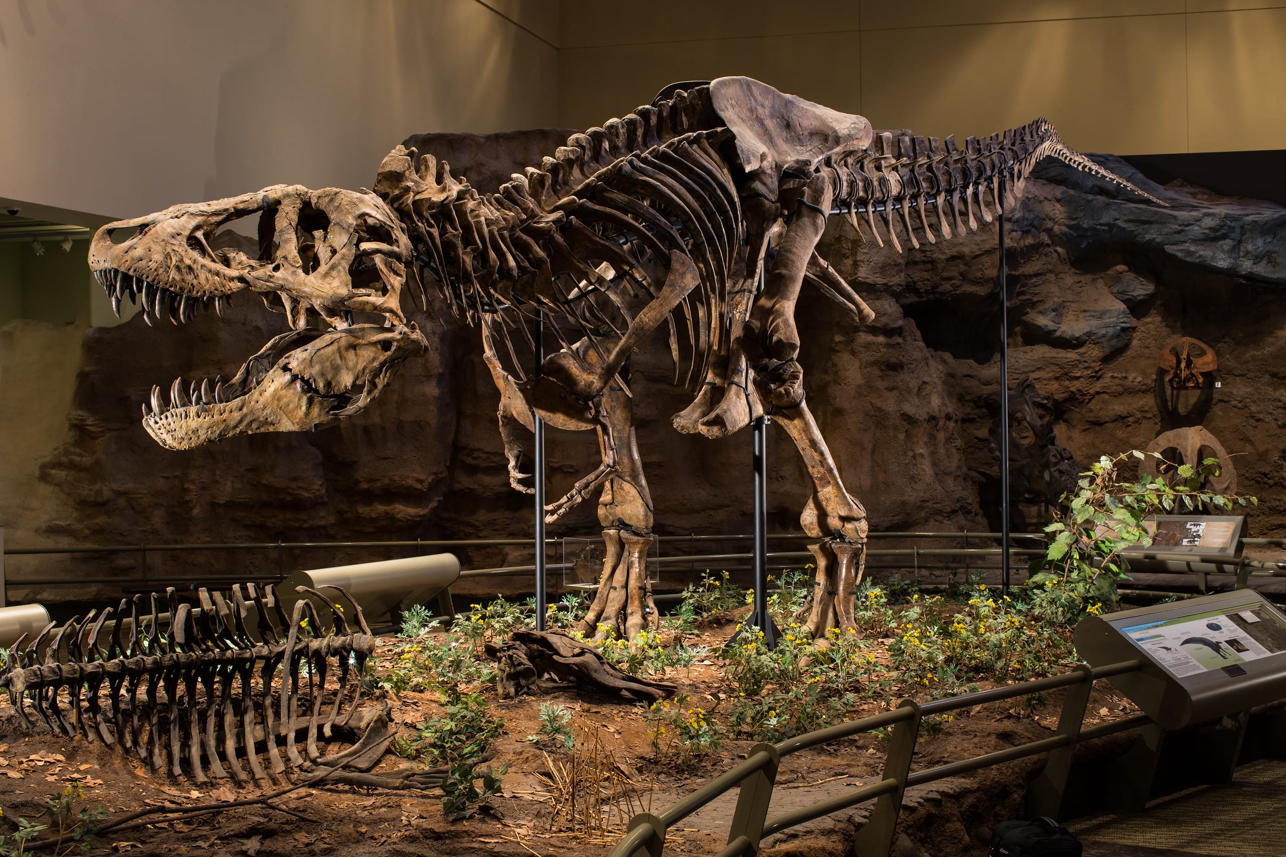 Photo of a dinosaur bones