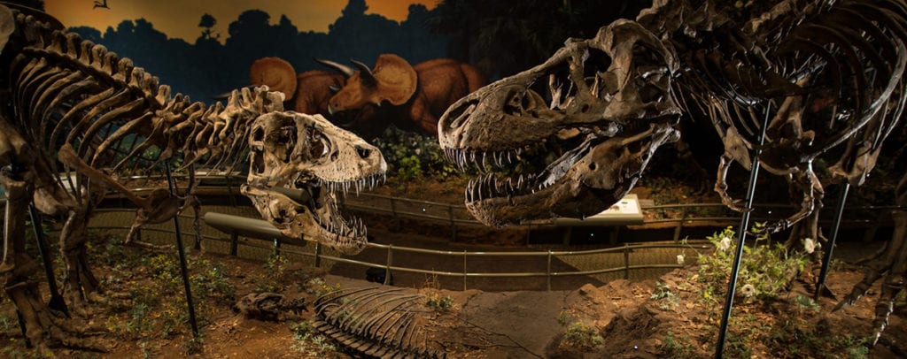 two t-rex dinosaurs