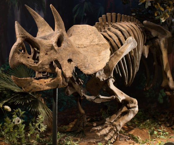 triceratops