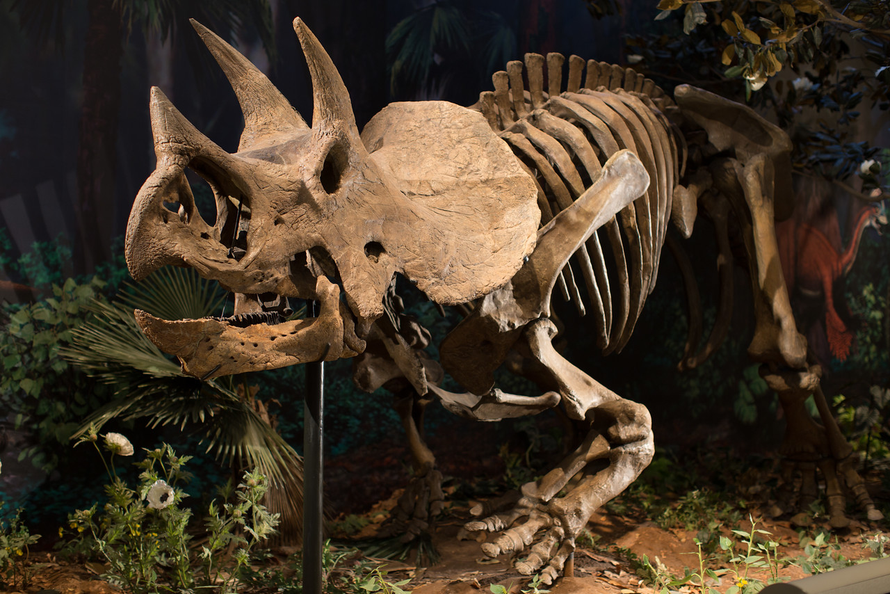 triceratops