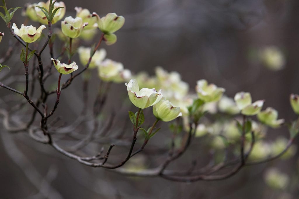 White dogwood in bloom