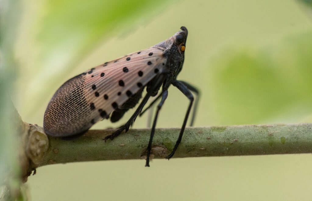 adult spotted lanternfly