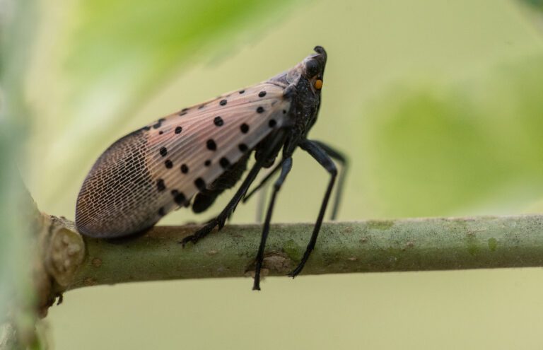 adult spotted lanternfly
