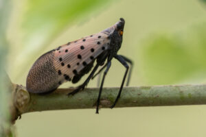 Do No Harm: Dealing with Spotted Lanternflies