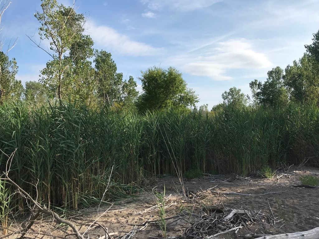 common reed plants with trees outside