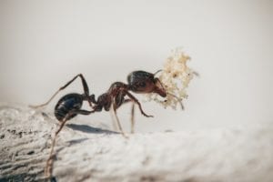 Incredible Junk Food Diets: Creatures That Clean Up Our World
