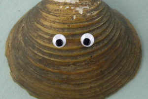 Prozac and Caffeine in Our Wastewater: Effect on Freshwater Mollusks
