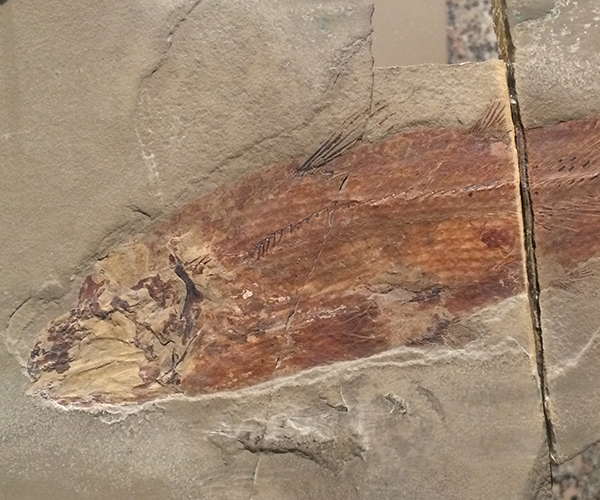 fossil in the hall of geology