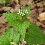 garlic mustard
