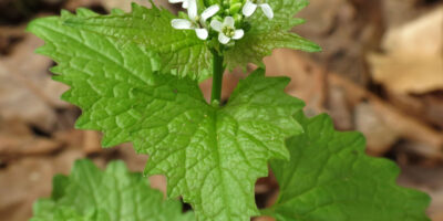 garlic mustard