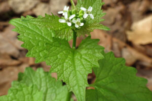 City Nature Challenge: Noticing Invasive Plants 