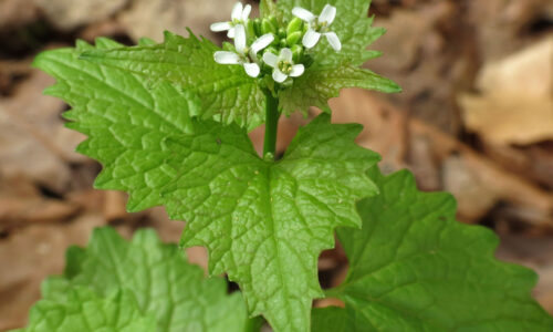 City Nature Challenge: Noticing Invasive Plants 