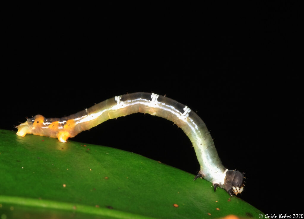 photo of an inch worm