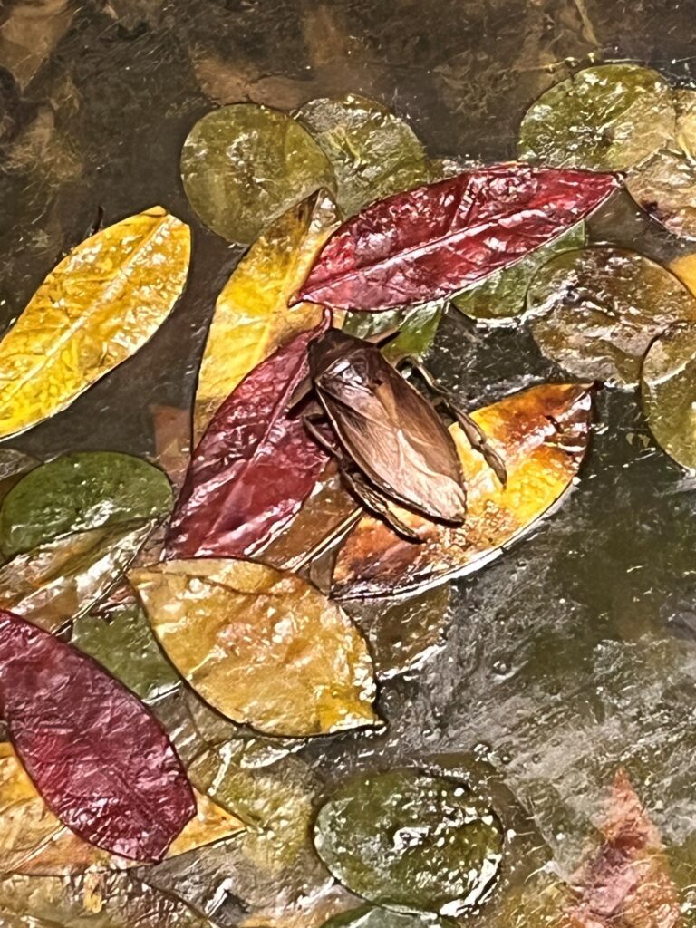 giant water bug museum display