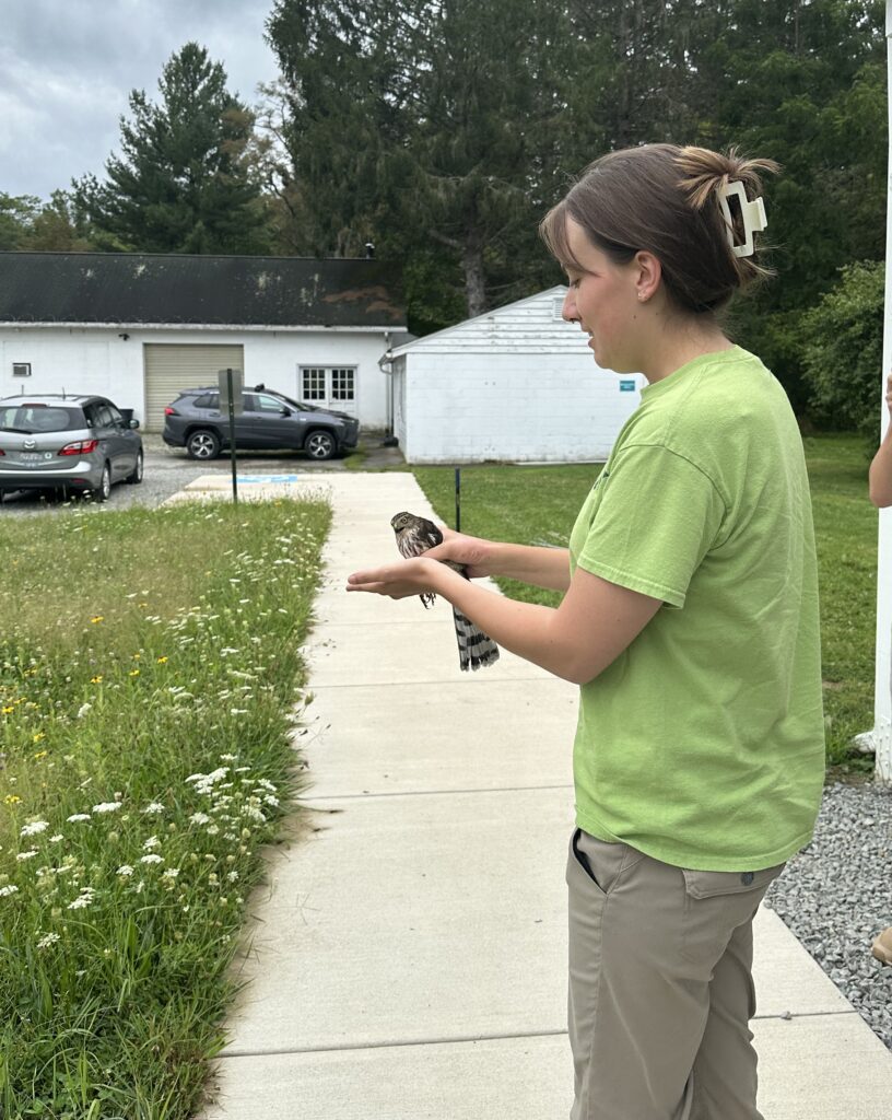 Banding Field Tech Grace Muench releasing a Sharp-shinned Hawk.