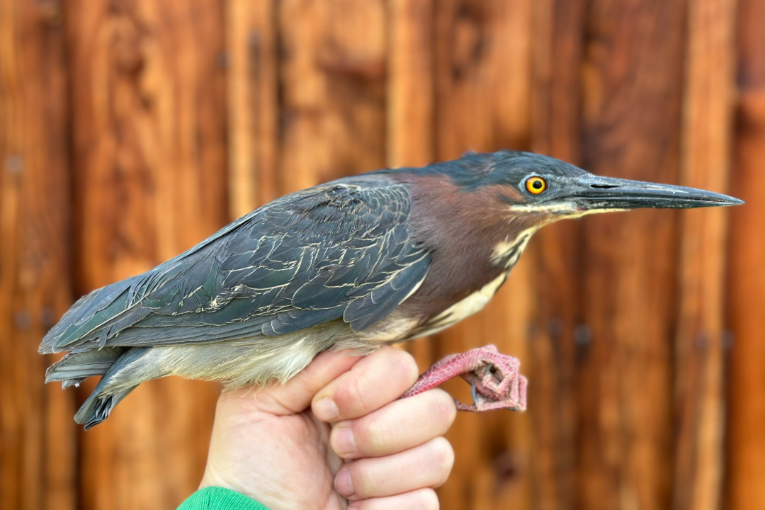 bird