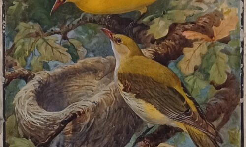 Celebrating Women in the Natural History Art Collection