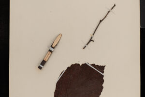 Collected On This Day: Witch Hazel, January 1923