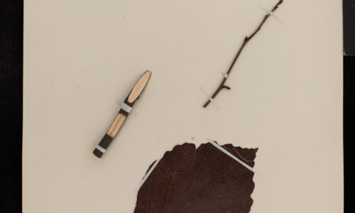 Collected On This Day: Witch Hazel, January 1923