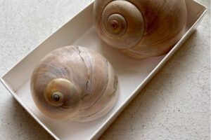 The Moon Snails Neverita duplicata and Euspira heros: Cannibal Predators of the Sea! … who also enjoy a nice algae salad