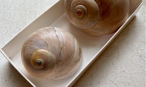 The Moon Snails Neverita duplicata and Euspira heros: Cannibal Predators of the Sea! … who also enjoy a nice algae salad