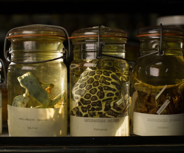 Section of Herpetology