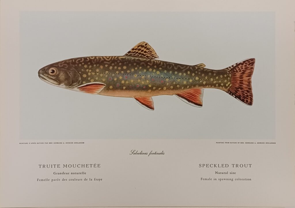 print of a speckled trout