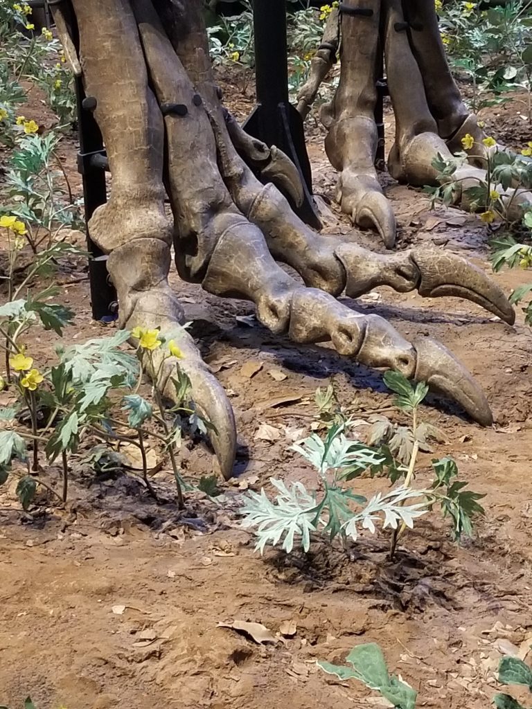 T. rex fossil foot