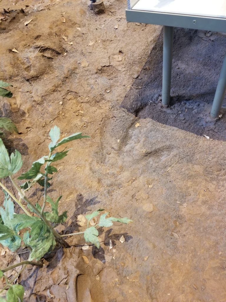 fossil footprint in a museum display