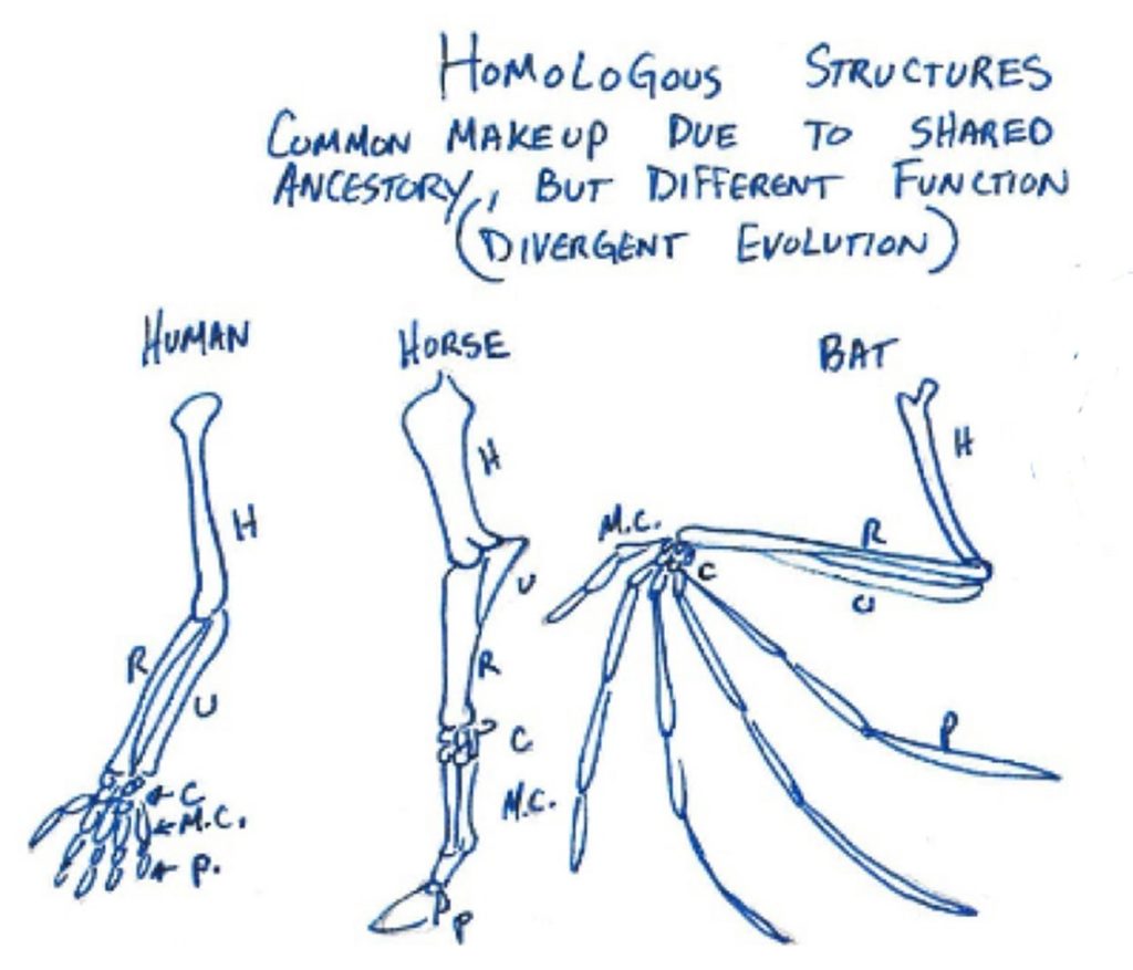 Drawing of human, horse, and bat limb skeletons side by side