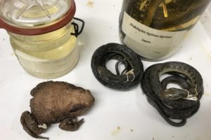 Is this what they call overkill? Toxin and venom in the herp world