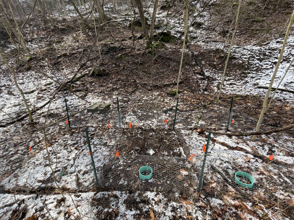 leaf litter research plots