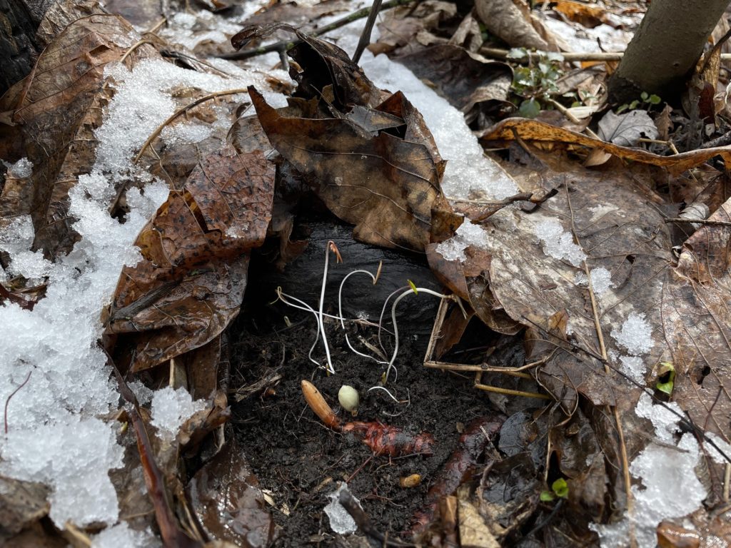 early wildflower growth under leaf litter and snow