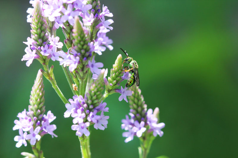colorful insect visiting purple flowers