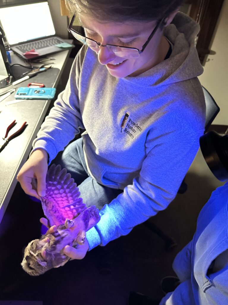 Fall Banding Field Tech Jordan Mouton using a black light to age a Northern Saw-whet Owl.