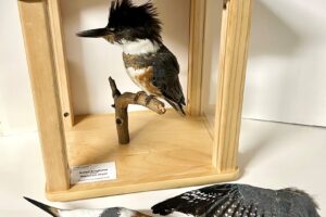 Life Lessons from Dead Birds